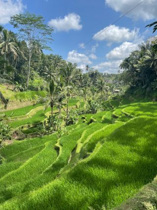 Ubud Tour gallery photo
